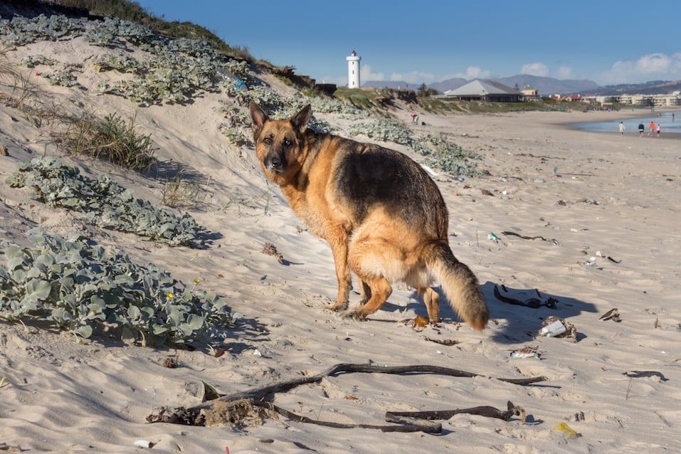 German shepherd anal glands - Sex photo