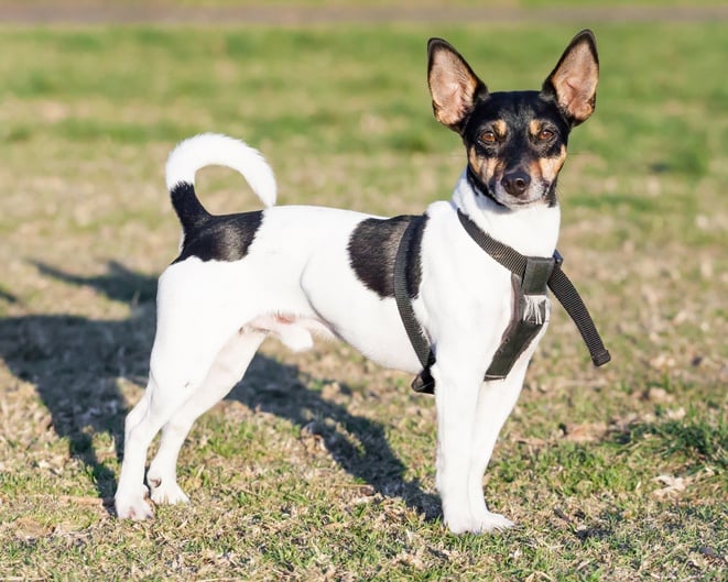 Rat terrier dog standing in black harness on green grass in a park