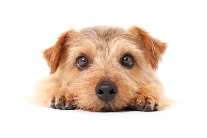 Norfolk terrier dog looking guilty