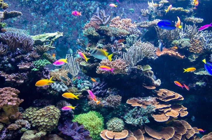 fish in aquarium