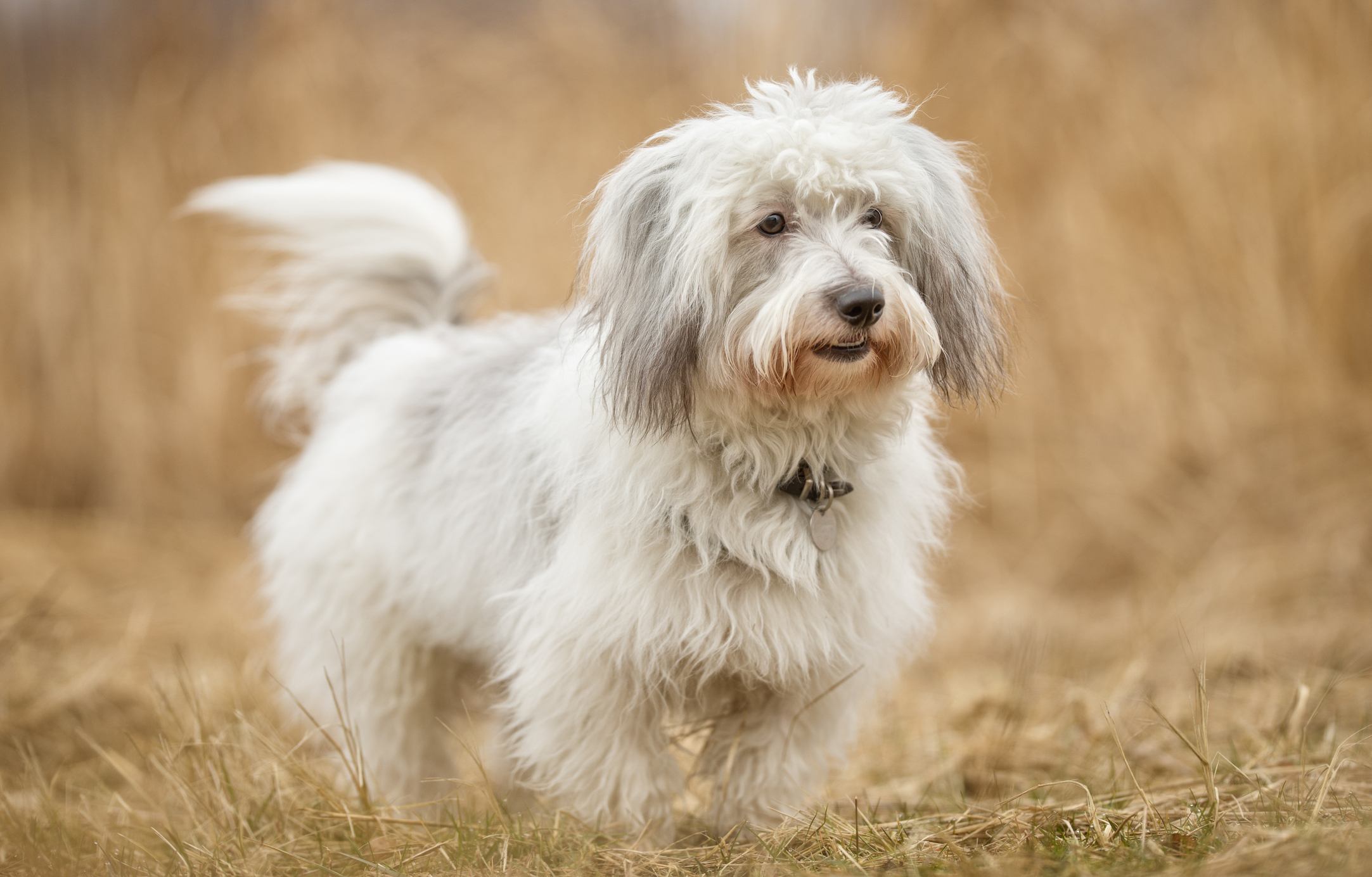 basset hound maltese mix