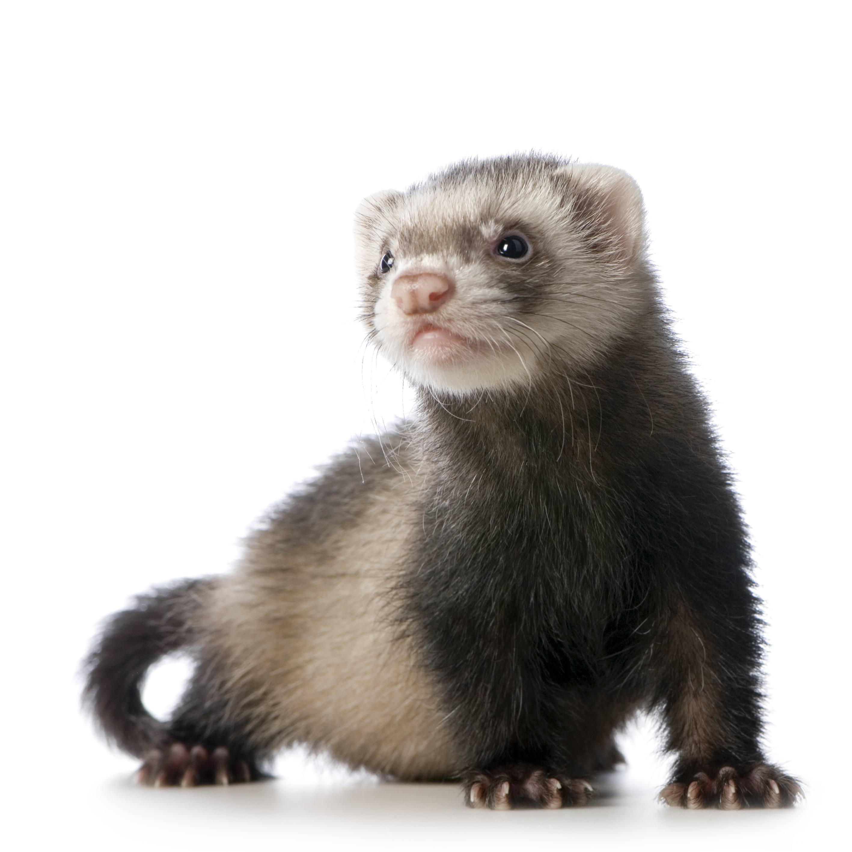 ferret