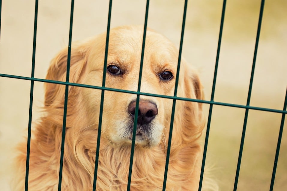 Golden retriever in cage