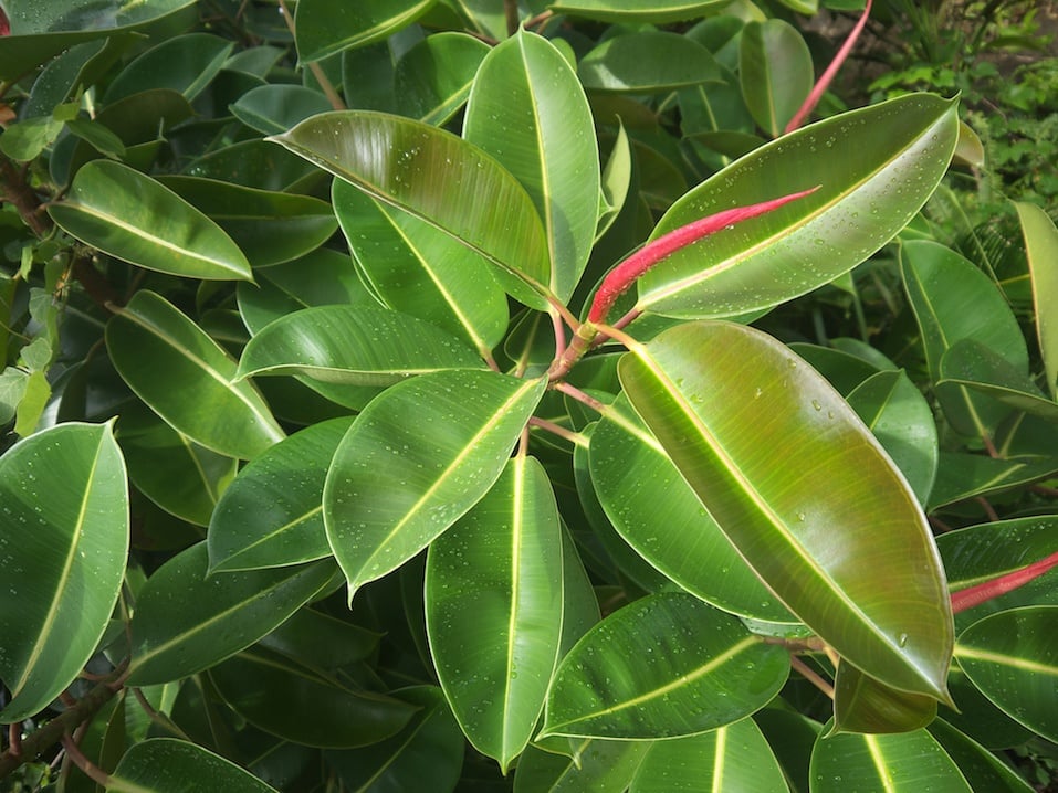 Green Ficus