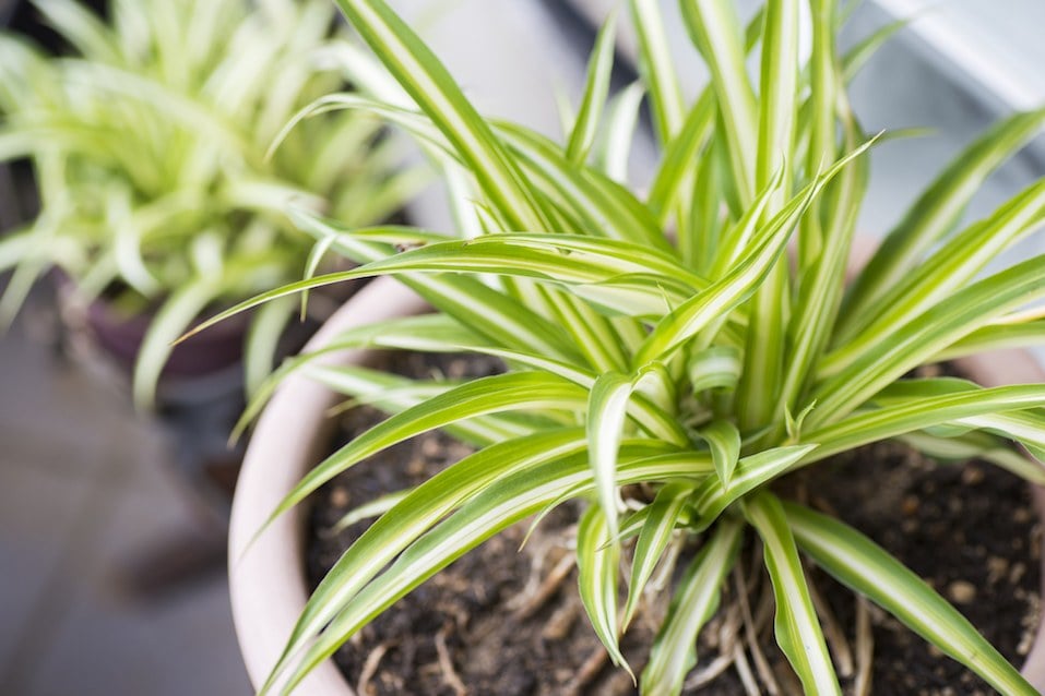 Green Leaves Of Spider Plant