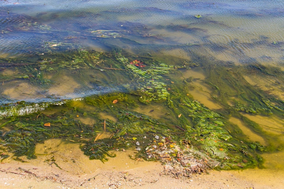 Green algae in water on sandy beach
