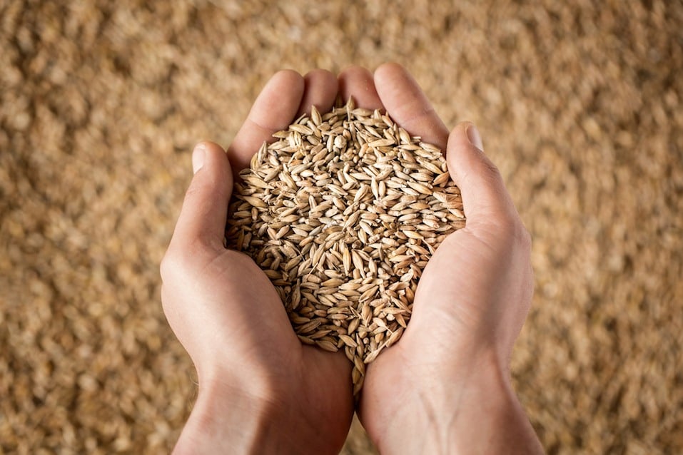 farmer's hands full of grain