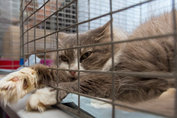 Homeless cat in a cage at the animal shelter