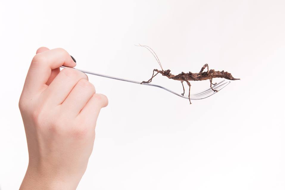 Insect on a fork in a restaurant