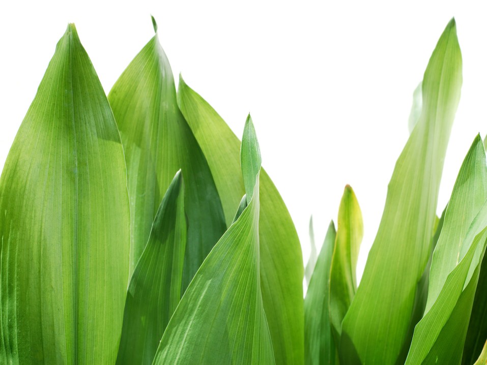 Large green leaves