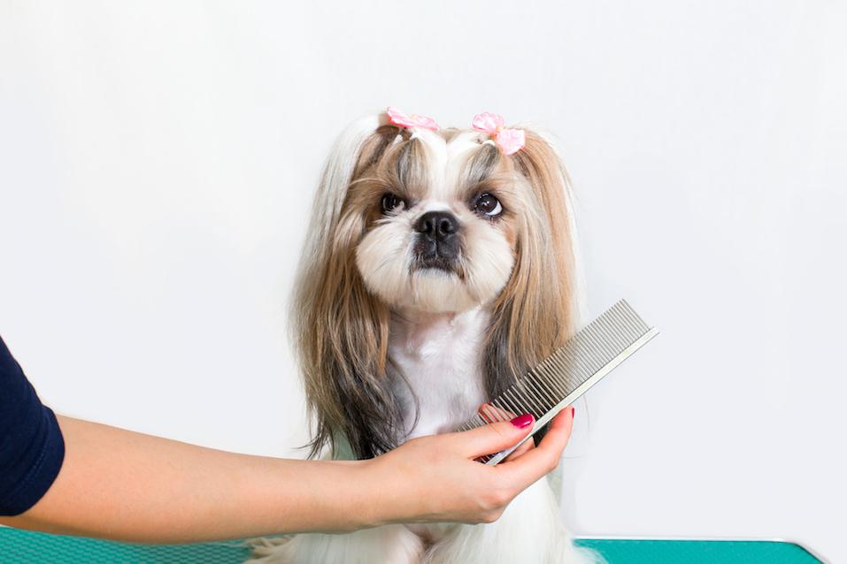 Little beauty shih-tzu dog at the groomer's hand