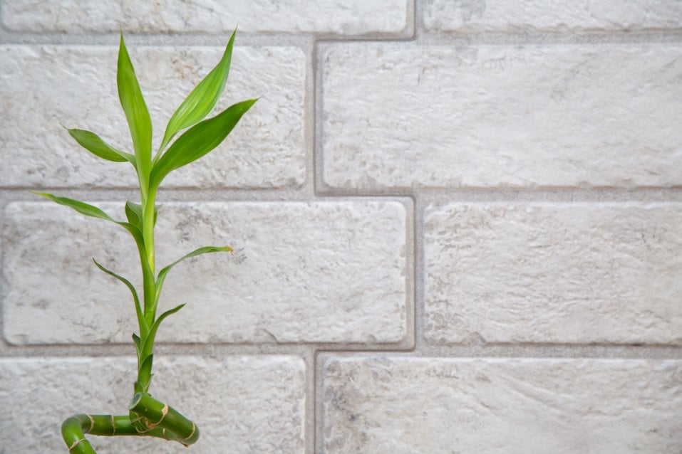 Lucky bamboo Belgian evergreen