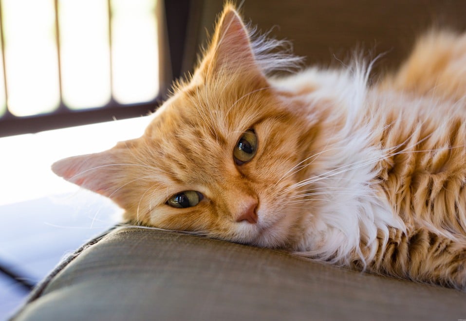 Norwegian Forest Cat Relaxed