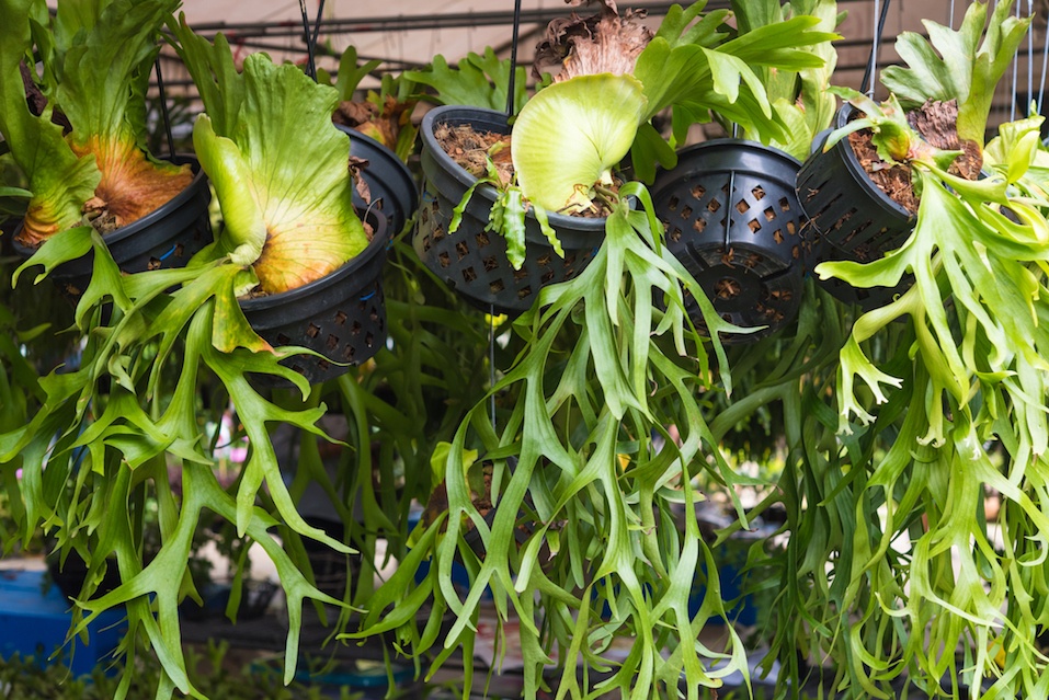 Platycerium, staghorn fern