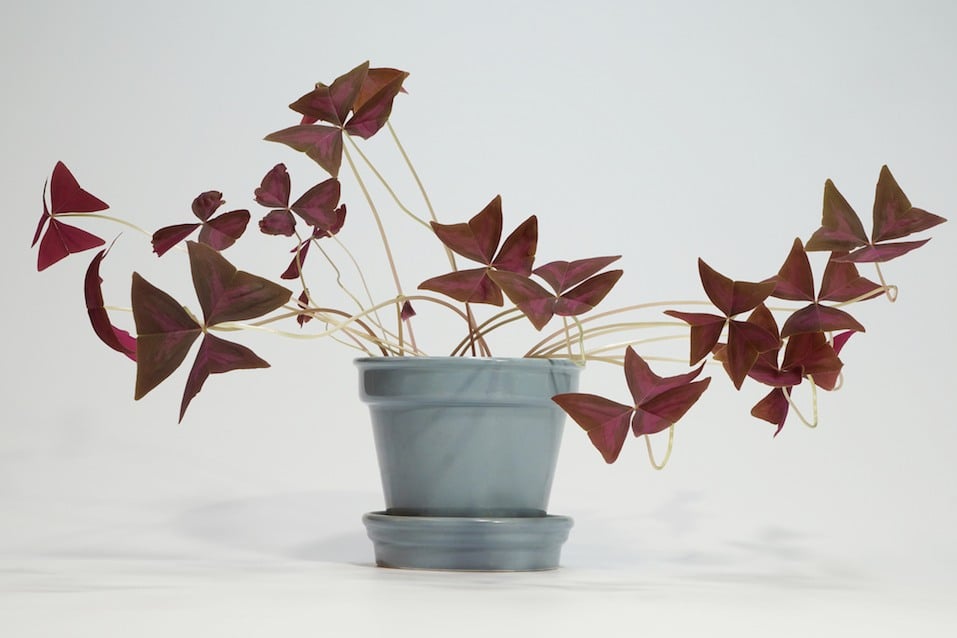 Red Clover, Oxalis triangularis