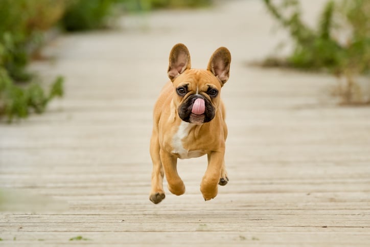 Running French Bulldog Puppy