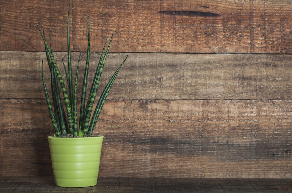 Sansevieria cylindrica green plant on wooden background