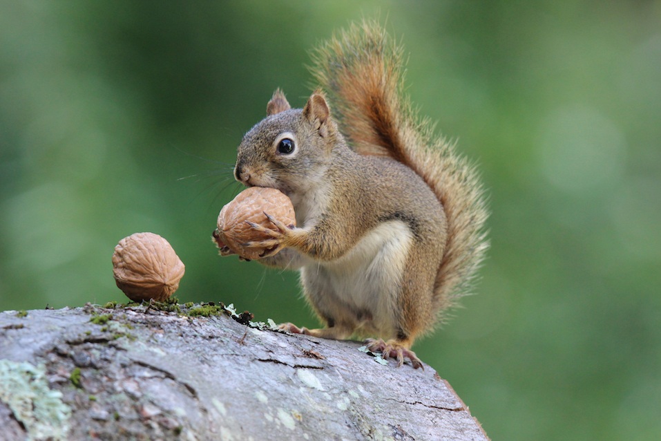 Squirrel holds a Nut