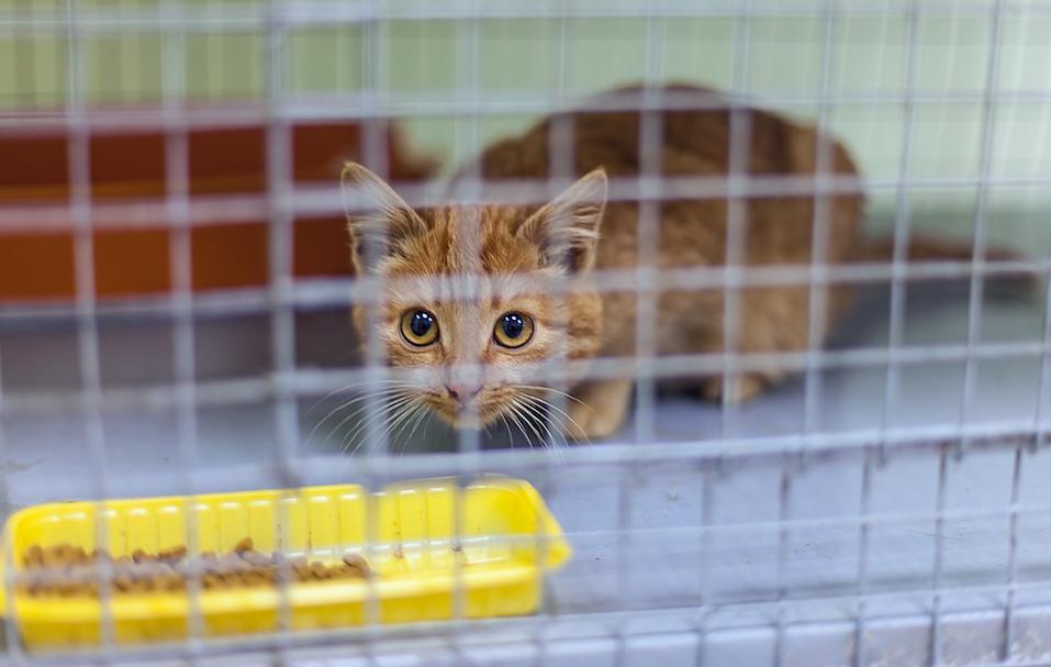 Stray kitten in a shelter