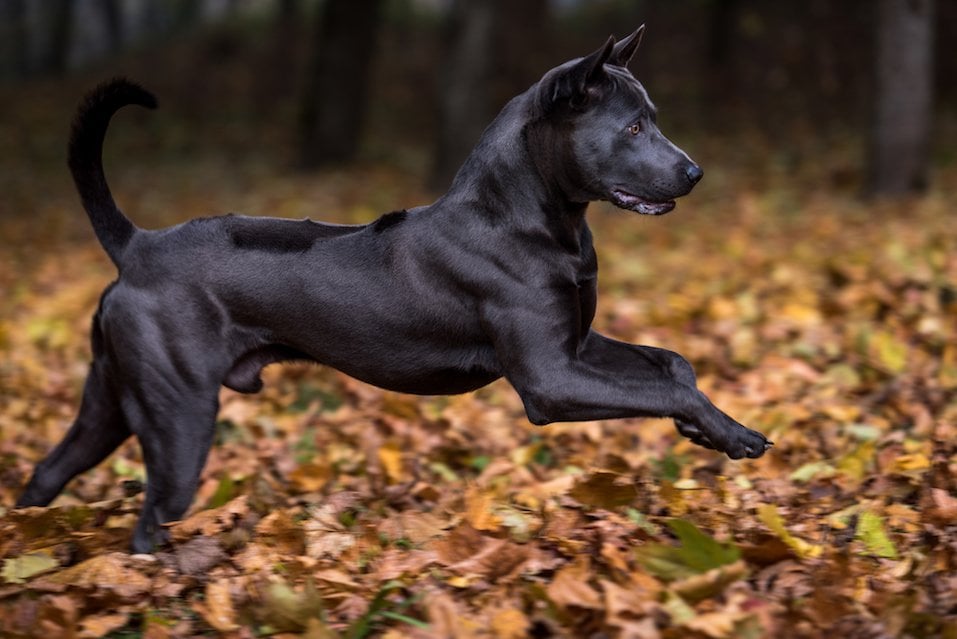 Thai Ridgeback Dog is Running