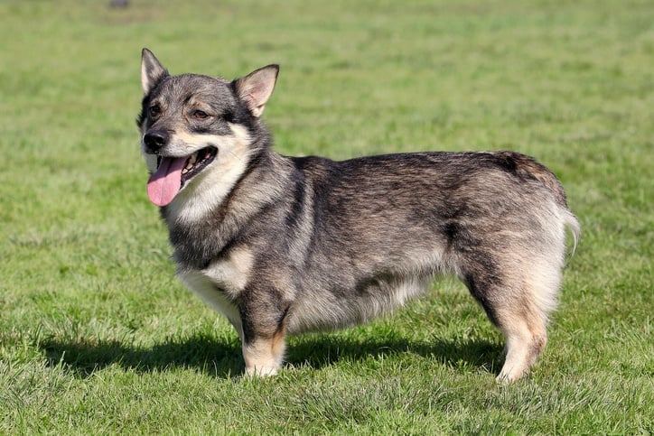 The typical Swedish Vallhund