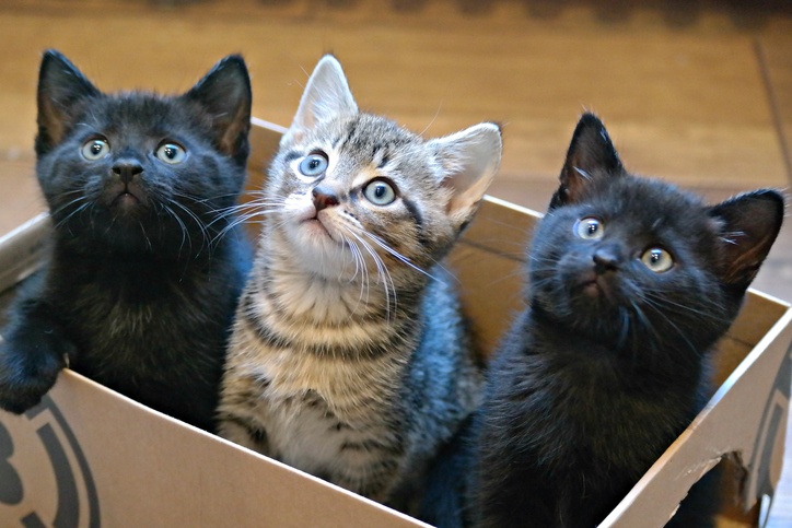 Three Kittens in a Cardboard Box