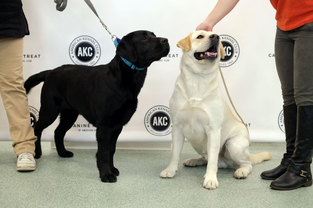 US-ANIMAL-DOG