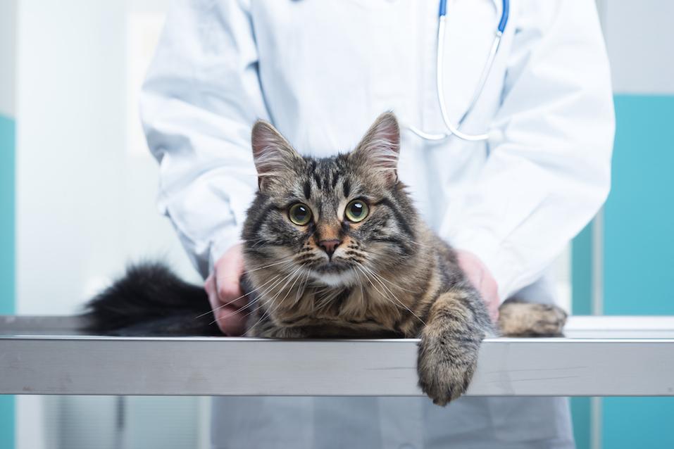 Veterinary caring of a cute cat