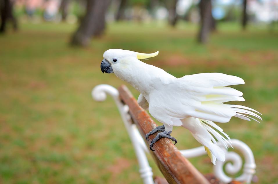 White Parrot - Sulphur-crested cockatoo