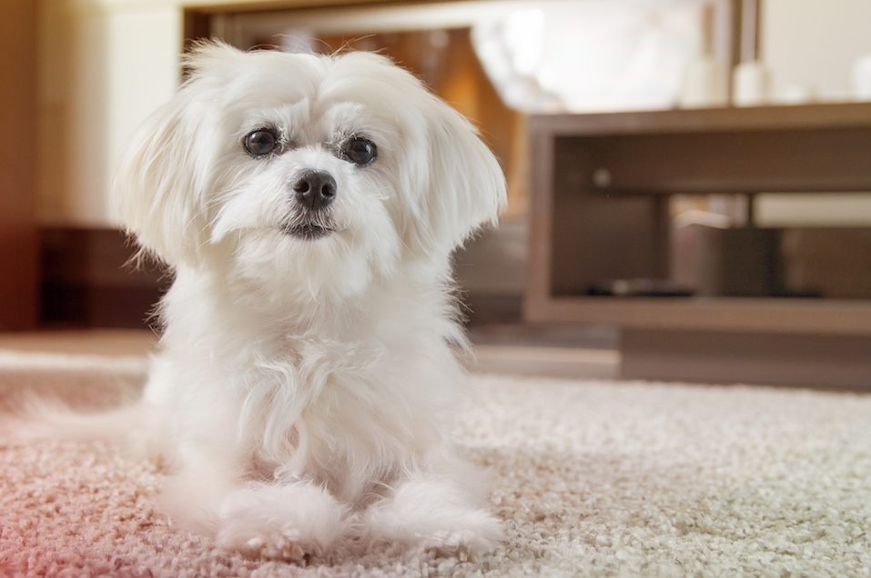 White maltese dog lies on carpet and looking ahead