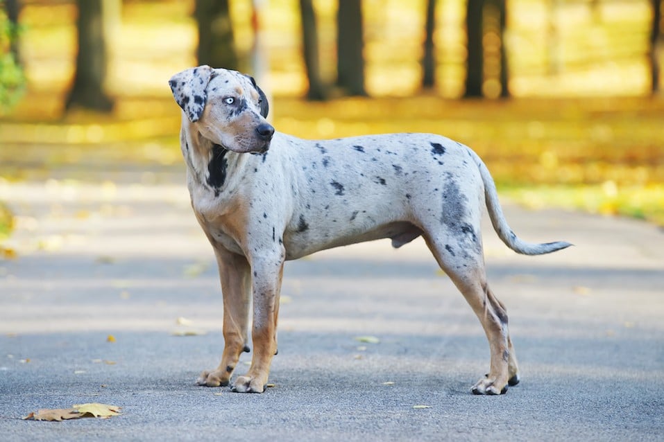 Young Louisiana Catahoula Leopard dog