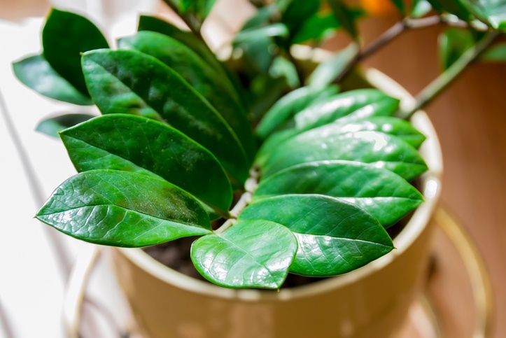 Zamioculcas