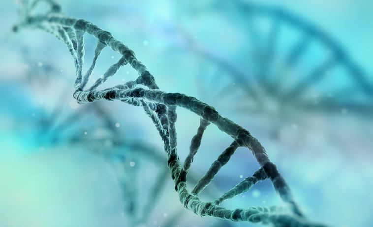 DNA strand DNA strand