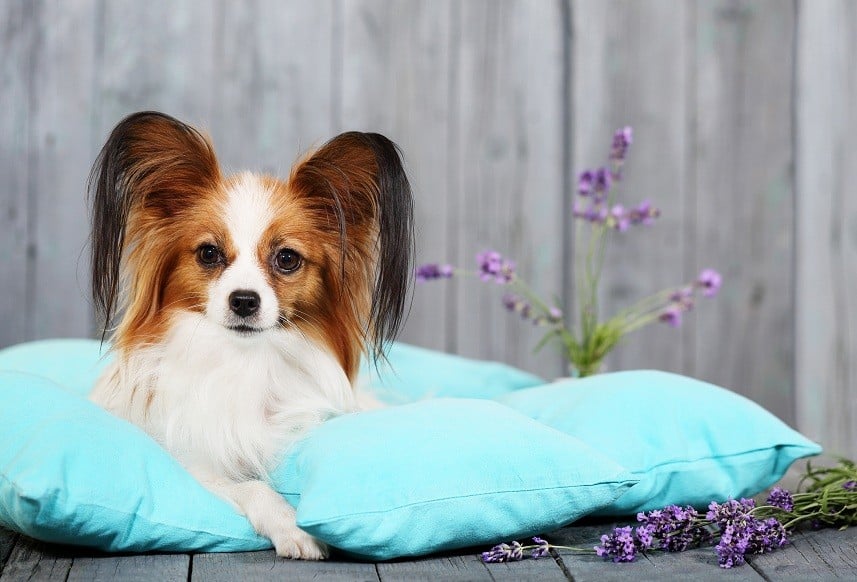 Papillon lying on pillows