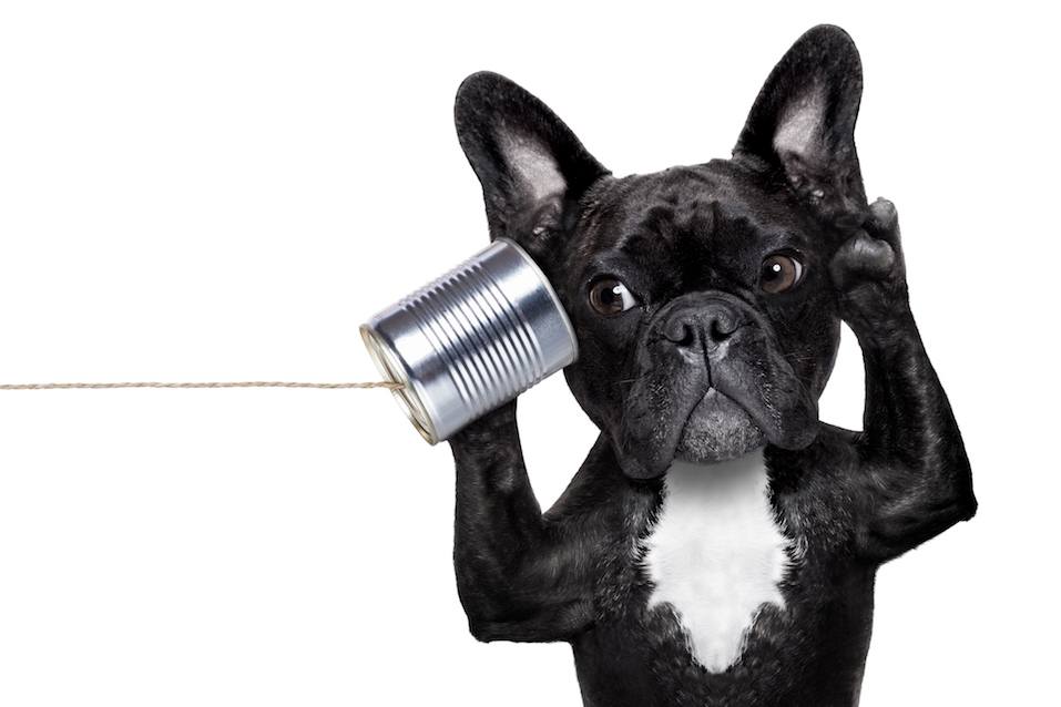 french bulldog dog listening or talking on the can telephone