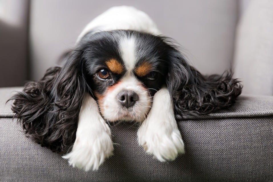 These Surprising Signs May Mean That Your Dog Isn T Feeling So Well