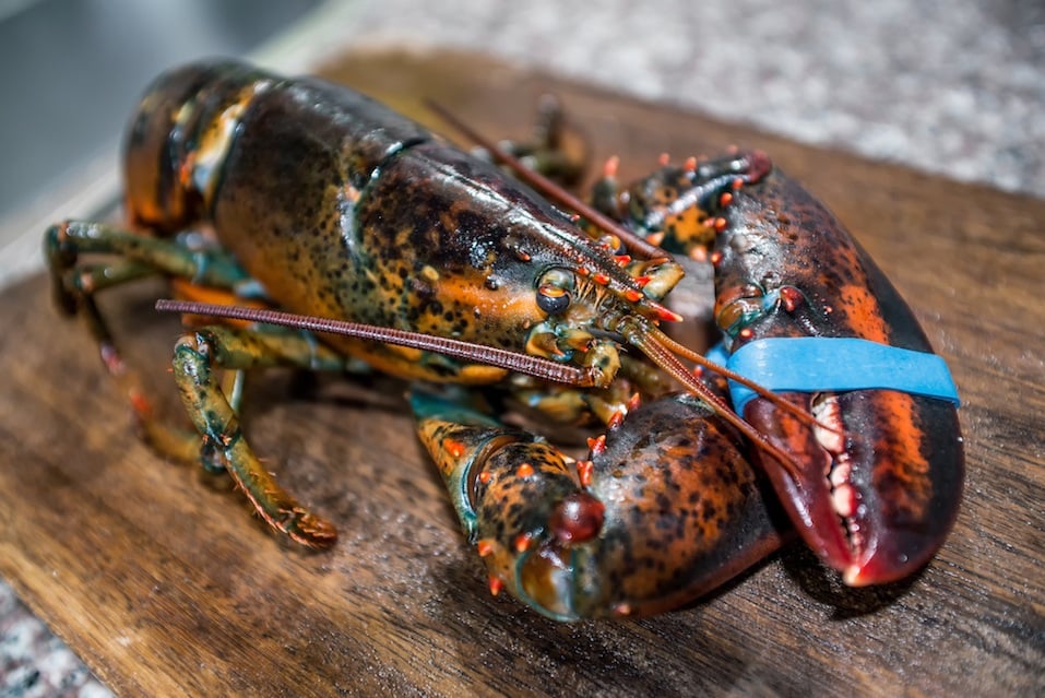 A raw lobster on a wooden table.