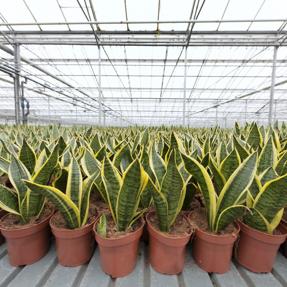 variegated snake plants in greenhouse"