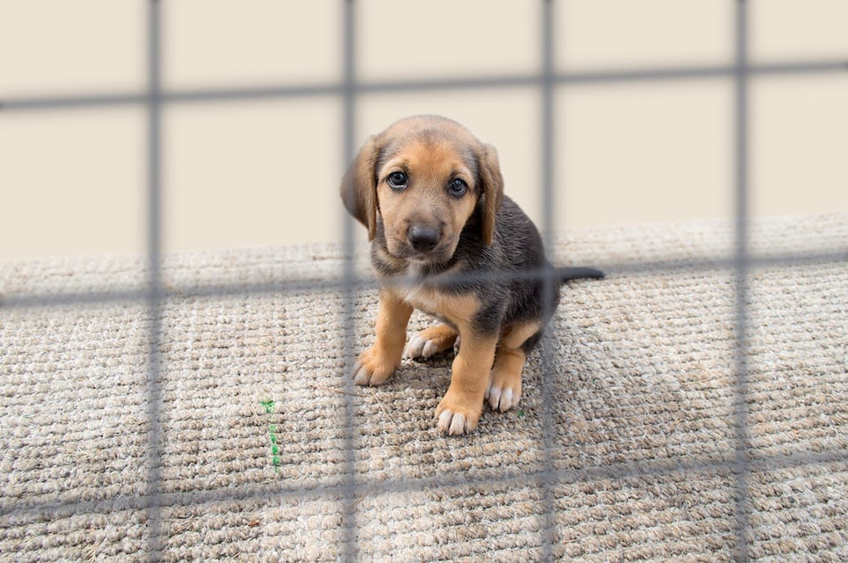 sad dog in a cage
