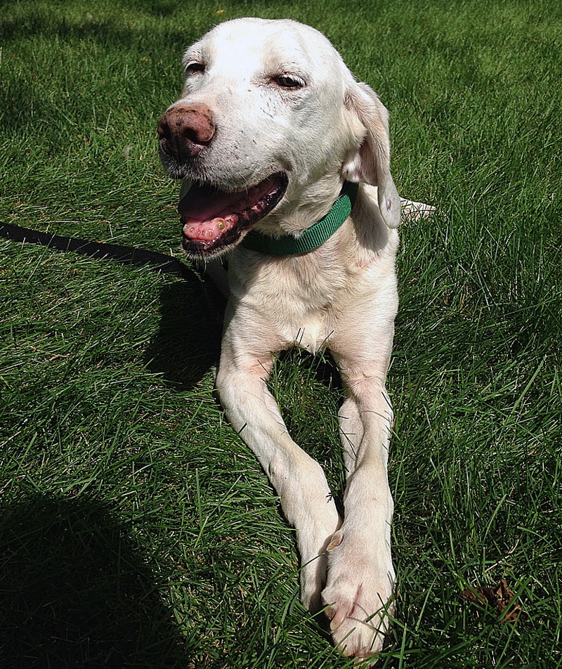 foster dog