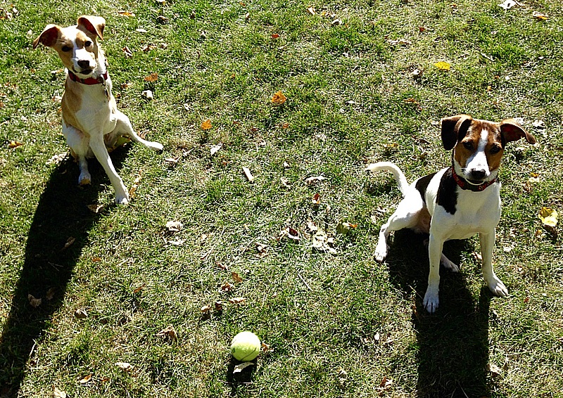 foster dogs