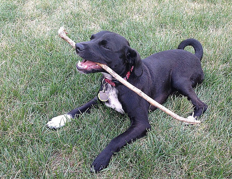 foster dog