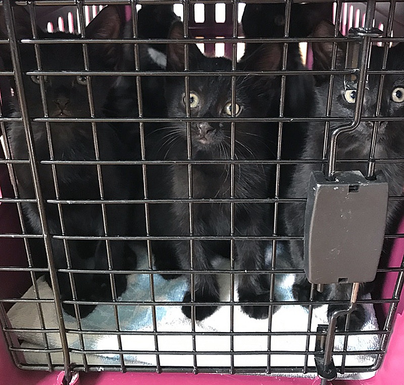 foster kittens