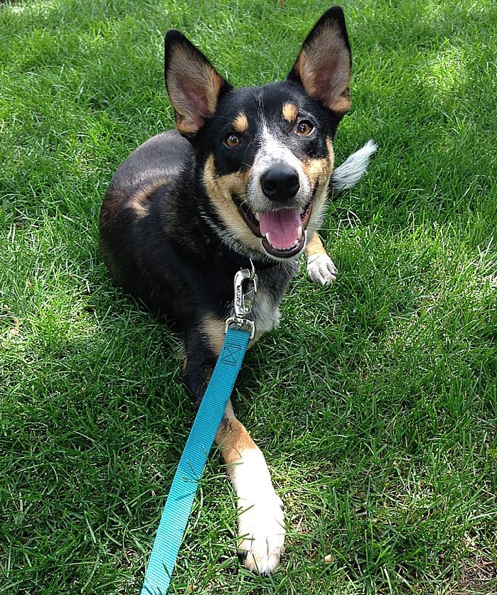 foster dog
