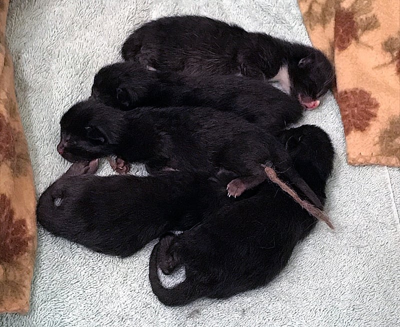foster kittens