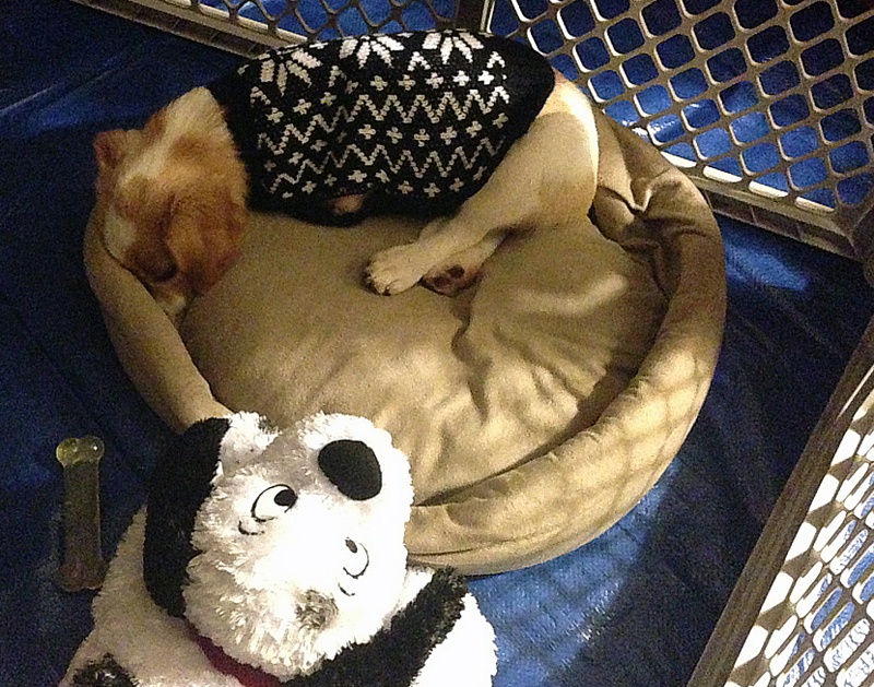 foster puppy