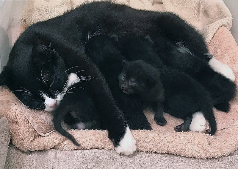 foster cat and kittens