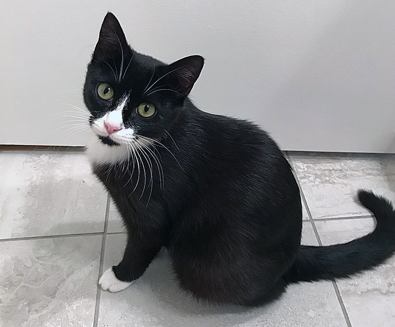 foster cat