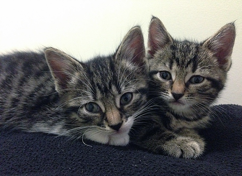 foster kittens