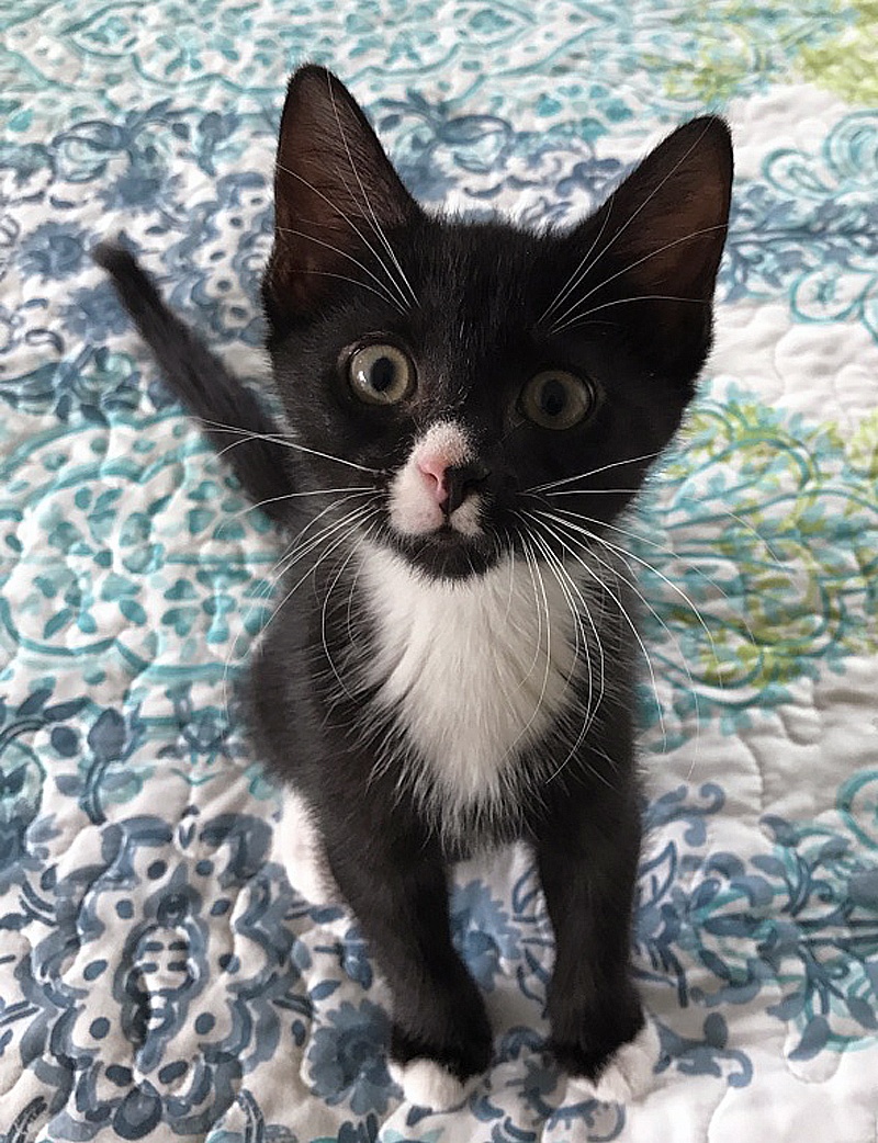 foster kitten